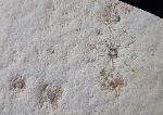 Saccocoma tenella (GOLDFUSS 1831) - Bild © FossNet FossilienStore